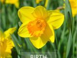 Daffodil Birthday Flowers Best 25 March Birth Flowers Ideas On Pinterest Birth