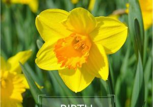 Daffodil Birthday Flowers Best 25 March Birth Flowers Ideas On Pinterest Birth