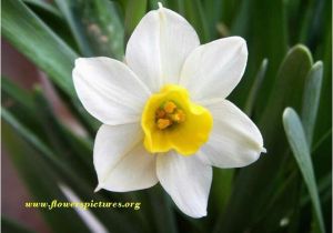 Daffodil Birthday Flowers Best 25 March Birth Flowers Ideas On Pinterest Month
