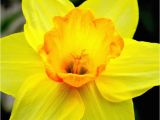 Daffodil Birthday Flowers Best 25 March Birth Flowers Ideas On Pinterest October