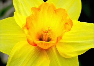 Daffodil Birthday Flowers Best 25 March Birth Flowers Ideas On Pinterest October