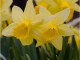 Daffodil Birthday Flowers Best 32 Plants for Landscaping Project Images On Pinterest