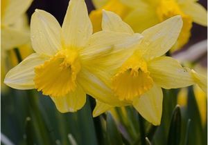 Daffodil Birthday Flowers Best 32 Plants for Landscaping Project Images On Pinterest