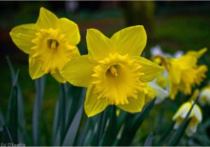 Daffodil Birthday Flowers Best Flowers In the World Flowers Of England