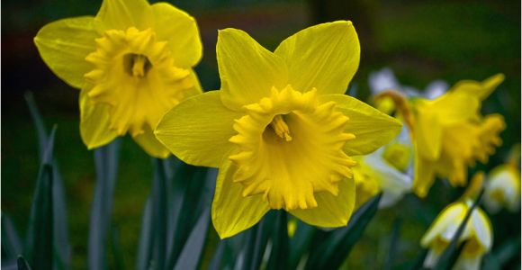 Daffodil Birthday Flowers Best Flowers In the World Flowers Of England