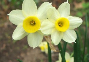 Daffodil Birthday Flowers Birthday Flowers Flowers Magazine