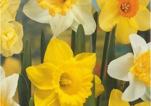 Daffodil Birthday Flowers Flower Of the Month the Flower Spot 39 S Blog