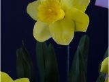 Daffodil Birthday Flowers Gumpaste Daffodil Flowers Birthday Cake All the