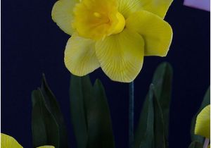 Daffodil Birthday Flowers Gumpaste Daffodil Flowers Birthday Cake All the