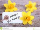 Daffodil Birthday Flowers Label with Happy Birthday Stock Image Image Of Born