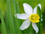 Daffodil Birthday Flowers Narcissus the Magnificent Birth Flower for All December Born