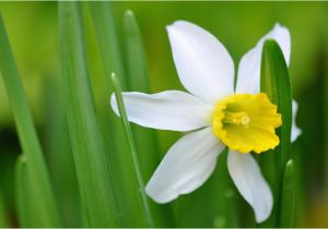Daffodil Birthday Flowers Narcissus the Magnificent Birth Flower for All December Born