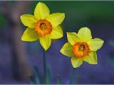Daffodil Birthday Flowers theme Of the Month March Kimett Kolor