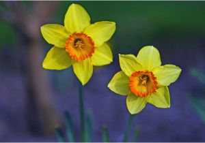 Daffodil Birthday Flowers theme Of the Month March Kimett Kolor