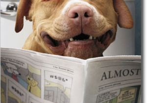 Dog Birthday Card Sayings Dog Reading Funnies Funny Birthday Card Greeting Card by