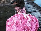 Dog Birthday Dresses Dog Party Dresses Eligent Prom Dresses