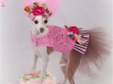 Dog Birthday Dresses Dog Tutu Harness Dress Birthday Sprinkles