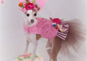 Dog Birthday Dresses Dog Tutu Harness Dress Birthday Sprinkles