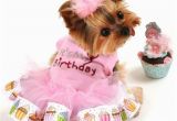 Dog Birthday Dresses It 39 S My Birthday Dog Tutu Dress