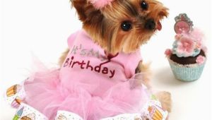 Dog Birthday Dresses It 39 S My Birthday Dog Tutu Dress