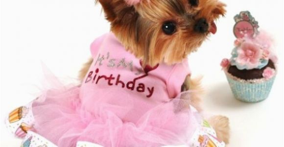 Dog Birthday Dresses It 39 S My Birthday Dog Tutu Dress