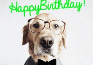 Doggie Birthday Cards 64 Dog Birthday Wishes