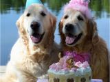 Doggie Birthday Cards 661 Best Quot Happy Birthday Quot Doggie Images On Pinterest