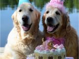 Doggie Birthday Cards 661 Best Quot Happy Birthday Quot Doggie Images On Pinterest