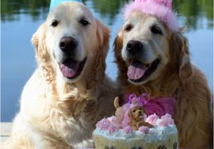 Doggie Birthday Cards 661 Best Quot Happy Birthday Quot Doggie Images On Pinterest