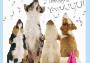 Doggie Birthday Cards Best 25 Happy Birthday Dog Meme Ideas On Pinterest