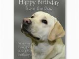 Doggie Birthday Cards Happy Birthday From the Dog Yellow Labrador Birthday