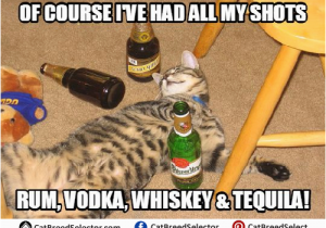 Drunk Girl Birthday Meme Cat Memes Cat Breed Selector