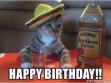 Drunk Girl Birthday Meme Happy Birthday Drunk Cat Meme Generator