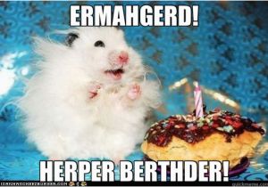 Ermahgerd Happy Birthday Meme Ermahgerd Herper Berthder Ermahgerd Birthday Hamster