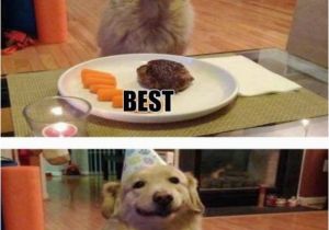 Funniest Birthday Memes Ever 17 Best Images About Cute and Funny Dogs On Pinterest