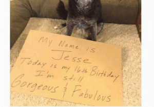 Funny 16th Birthday Memes 25 Best Memes About Animal Meme Animal Memes