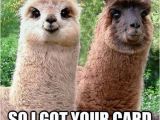 Funny Animal Birthday Memes Funny Llama Pictures