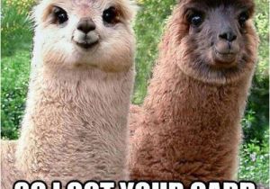 Funny Animal Birthday Memes Funny Llama Pictures