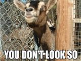 Funny Animal Birthday Memes Happy Birthday Mr Goat Babygoatfarm Goats Funny