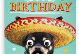 Funny Birthday Cards for Nephew Nephew Birthday Card Funny Humour Animal Dog Greetings
