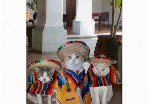 Funny Birthday Cards In Spanish Funny Cats Spanish Birthday for Anyone Card Zazzle