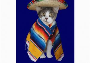Funny Birthday Cards In Spanish Funny Spanish Cat Kitty Birthday Greeting Card Zazzle