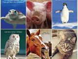 Funny Birthday Cards with Animals Animal Birthday Cards Cheque24