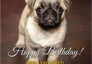 Funny Birthday Cards with Animals Cute Animals and Funny Happy Birthday Wishes