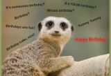 Funny Birthday Cards with Animals Happy Birthday Cards with Animals Birthday Party Ideas