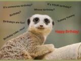 Funny Birthday Cards with Animals Happy Birthday Cards with Animals Birthday Party Ideas