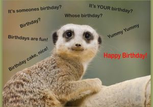 Funny Birthday Cards with Animals Happy Birthday Cards with Animals Birthday Party Ideas