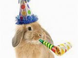 Funny Birthday Cards with Animals Rabbit Birthday Card Party Animal Funny Bunny In Party