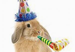 Funny Birthday Cards with Animals Rabbit Birthday Card Party Animal Funny Bunny In Party