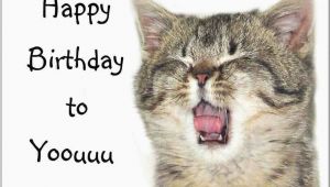 Funny Birthday Cards with Cats 41 Best Funny Birthday Wishes for Birthday Boy Girl Aunt